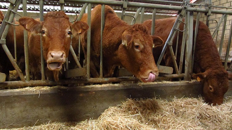 10925617603_cd9bdf0821_k