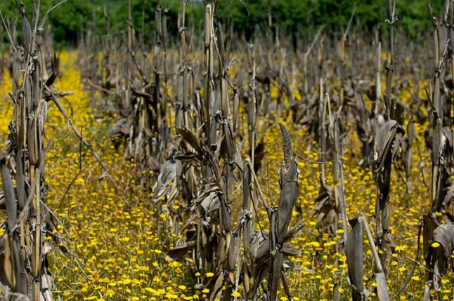 50375802637_b4cf4e7eac_c